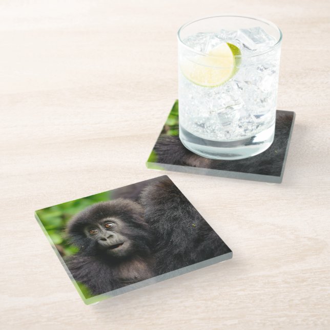 Cutest Baby Animals | Young Mountain Gorilla Glass Coaster (Angled)