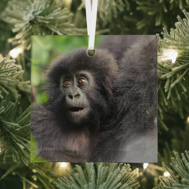 Cutest Baby Animals | Young Mountain Gorilla Glass Tree Decoration (Insitu)