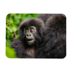 Cutest Baby Animals Young Mountain Gorilla Magnet