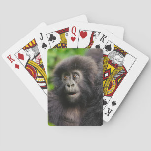 Cutest Baby Animals   Young Mountain Gorilla Playing Cards