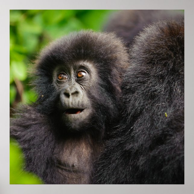 Cutest Baby Animals | Young Mountain Gorilla Poster (Front)