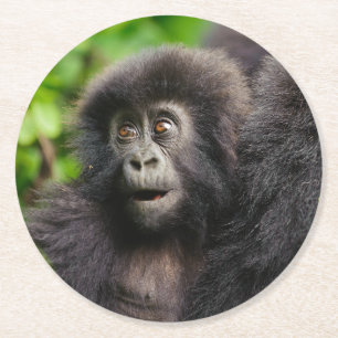 Cutest Baby Animals   Young Mountain Gorilla Round Paper Coaster