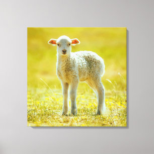 Cutest Baby Animals   Young Sheep Canvas Print