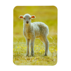 Cutest Baby Animals   Young Sheep Magnet