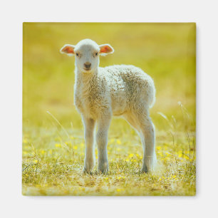 Cutest Baby Animals   Young Sheep Magnet