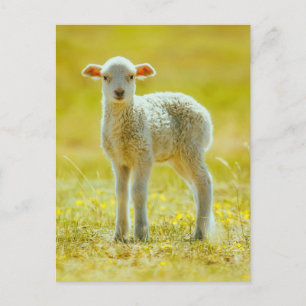 Cutest Baby Animals   Young Sheep Postcard