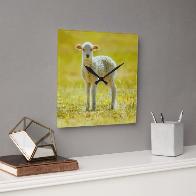 Cutest Baby Animals | Young Sheep Square Wall Clock (Office)