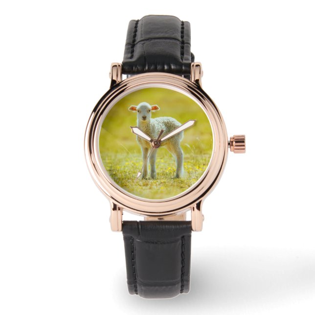 Cutest Baby Animals | Young Sheep Watch (Front)