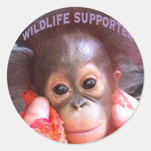 Cutest Baby Orangutan Orphan Classic Round Sticker