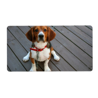 Cutest Beagle Dog Ever