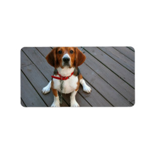 Cutest Beagle Dog Ever Label