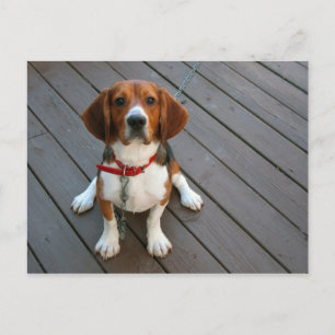 Cutest Beagle Dog Ever Postcard