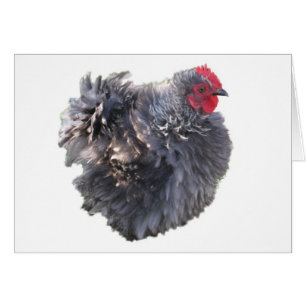 Cutest Blue Frizzle Cochin Bantam Rooster Chicken