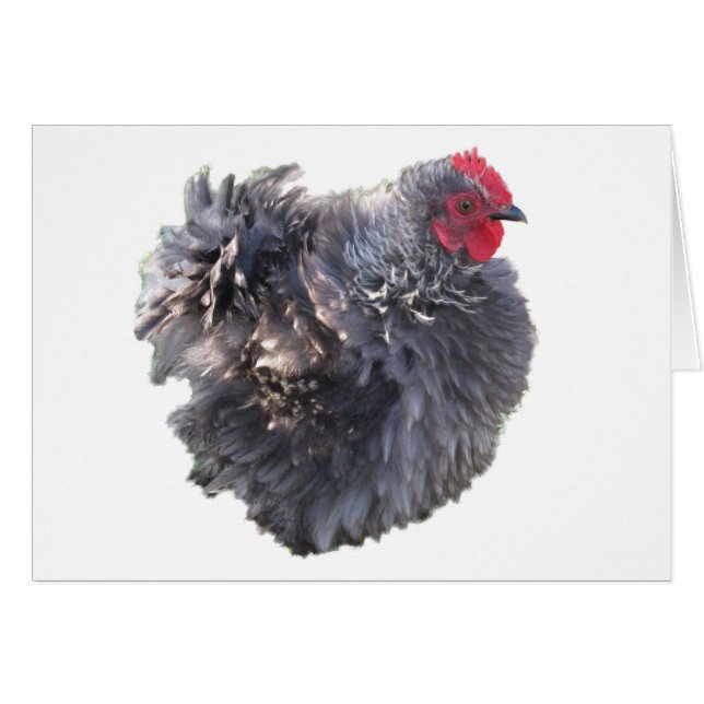 Cutest Blue Frizzle Cochin Bantam Rooster Chicken (Front Horizontal)