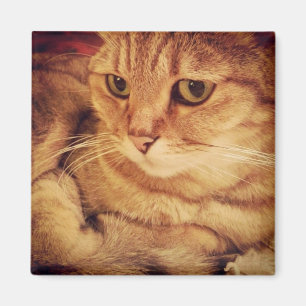 Cutest Cat Magnet