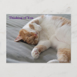 Cutest Cat Thinking of you Postcard