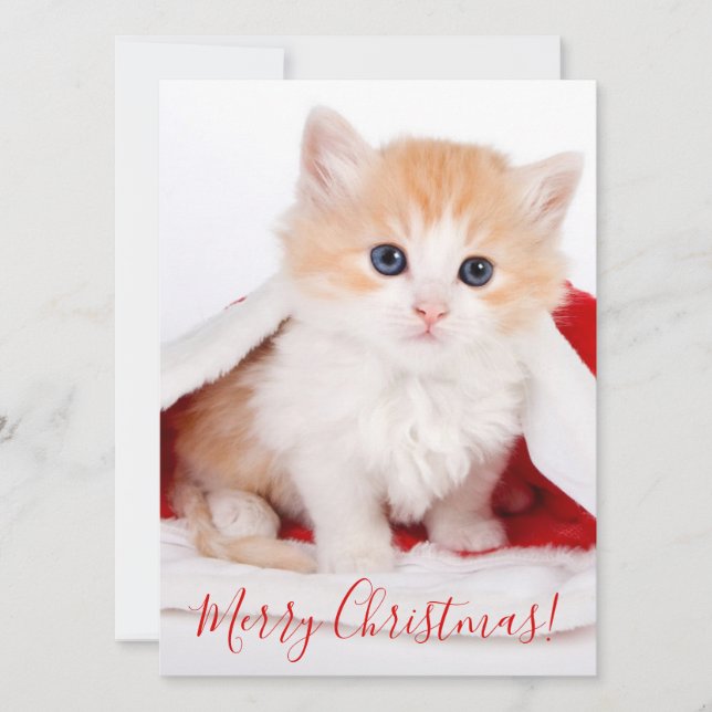 Cutest Cat With Santa's Hat Merry Christmas Holiday Card (Front)