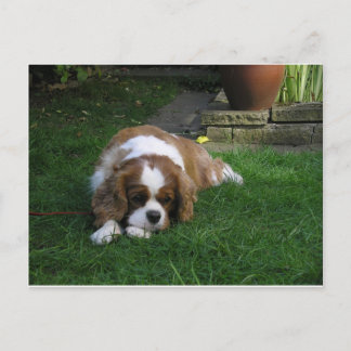 Cutest Dog In The World Is Hungry Postcard