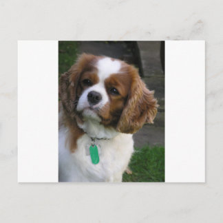 Cutest Dog In The World Postcard