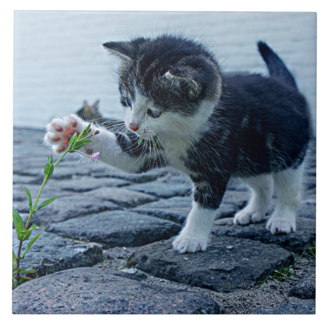 Cutest ever kitten with flower tile (Front)