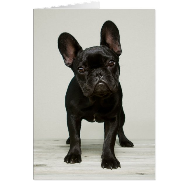 Cutest French Bulldog Puppy (Front)