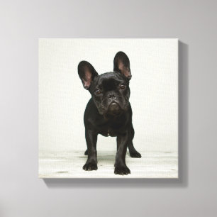 Cutest French Bulldog Puppy Canvas Print