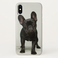 Cutest French Bulldog Puppy