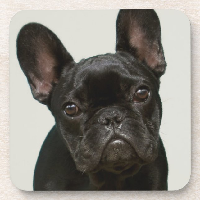 Cutest French Bulldog Puppy Coaster (Front)