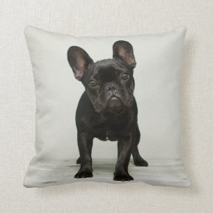 Cutest French Bulldog Puppy Cushion
