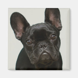 Cutest French Bulldog Puppy Magnet