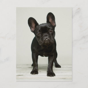 Cutest French Bulldog Puppy Postcard