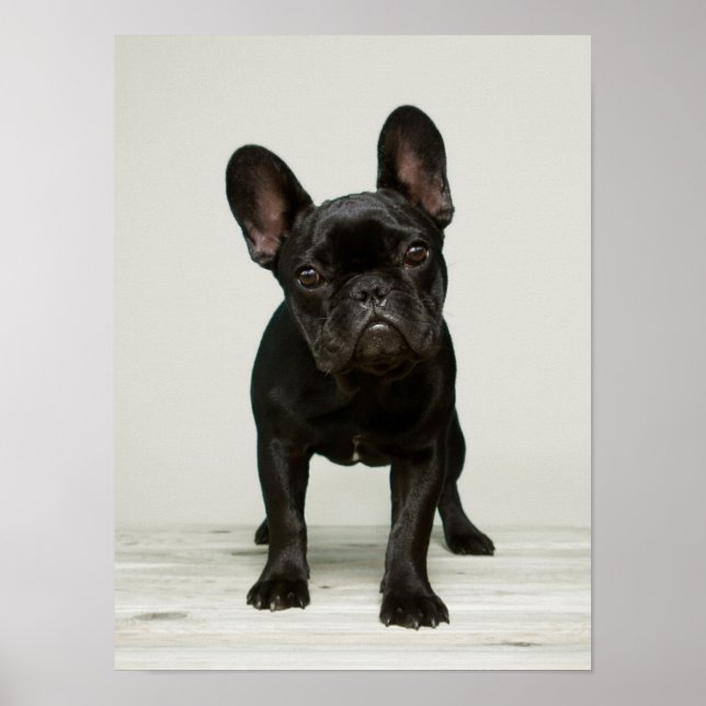 Cutest French Bulldog Puppy Poster (Front)