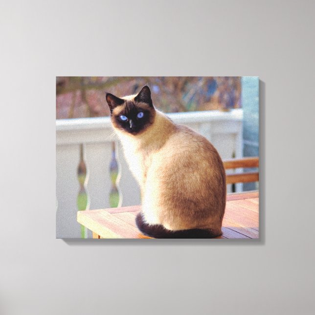Cutest Peach Blue - Eyed Cat Canvas Print (Front)