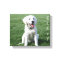 Cutest puppy on canvas