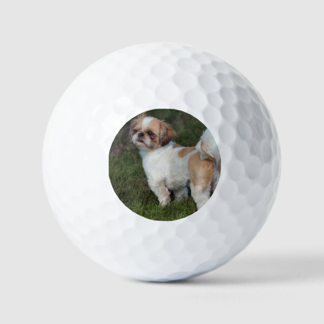 Cutest shih tzu golf balls (Front)