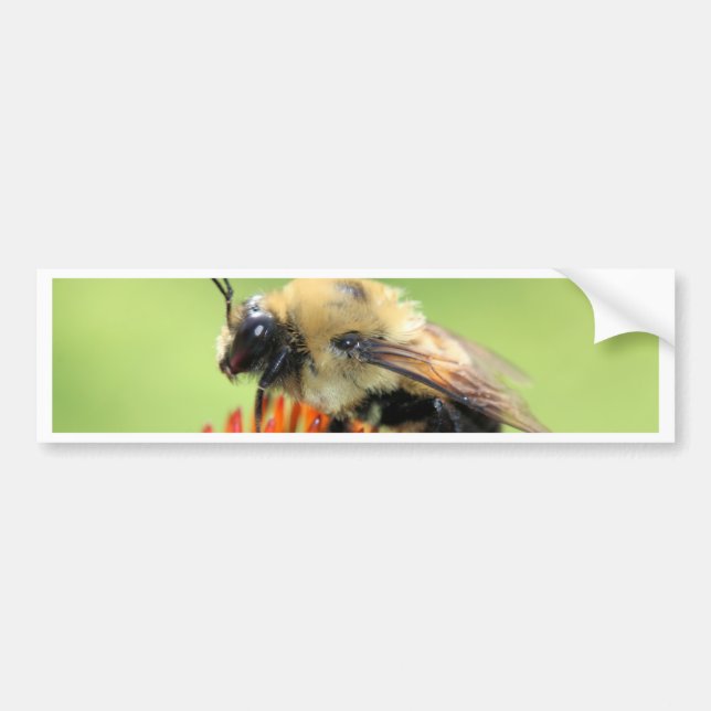 Cutie bumble bumper sticker (Front)
