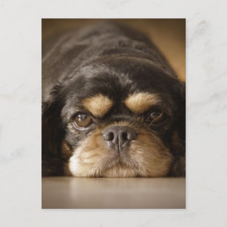 Cutie Cav! Postcard