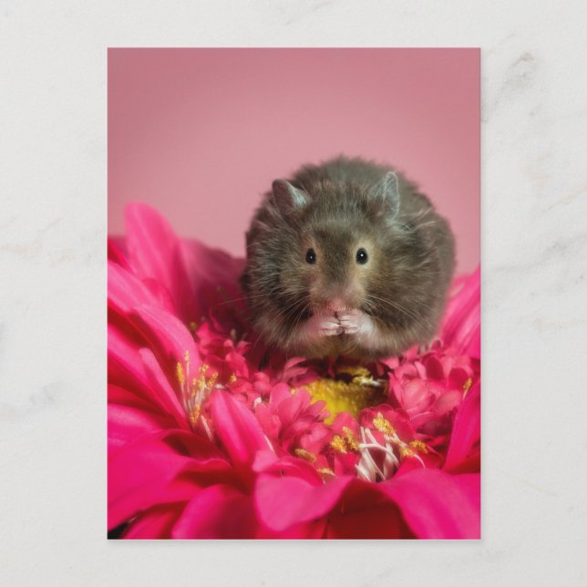 Cutie in a flower postcard (Front)