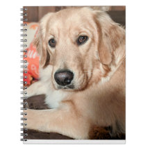 Cutie Notebook