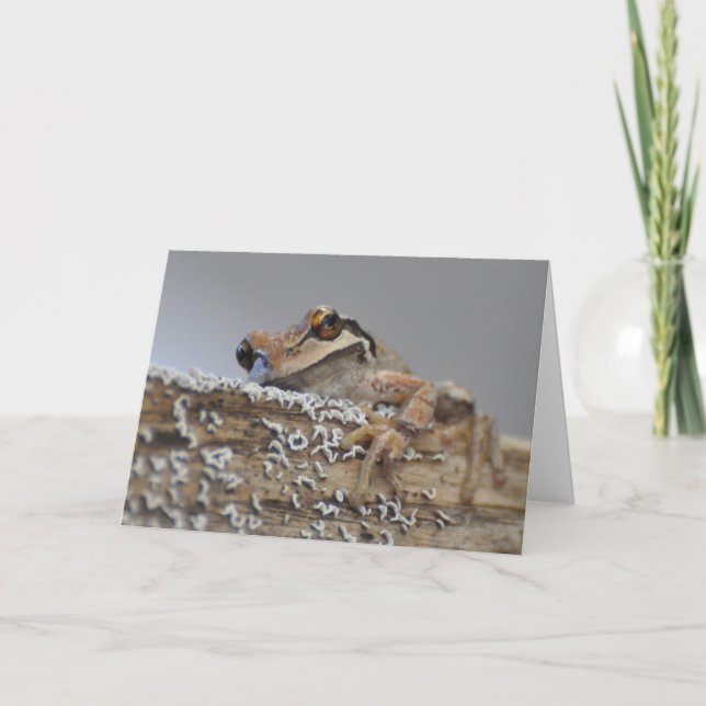Cutie Pacific Tree Frog-Frameable Art Card (Front)