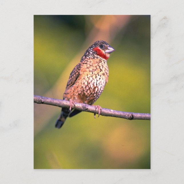 Cutthroat Finch Postcard (Front)