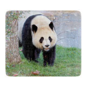Cutting Board Photo giant panda , animals 0144.