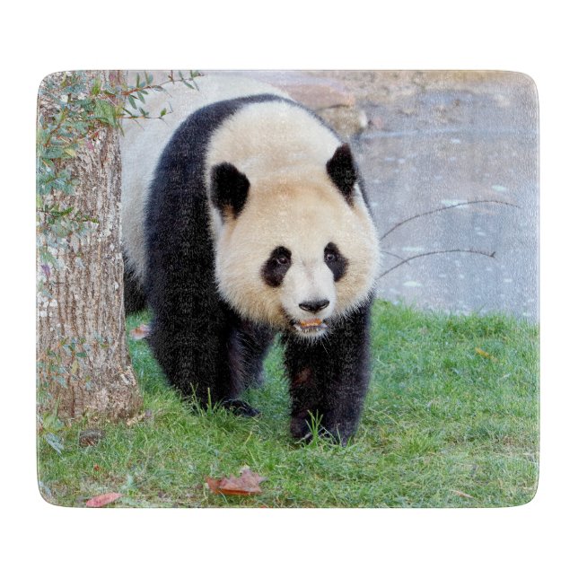 Cutting Board Photo giant panda , animals 0144. (Front)
