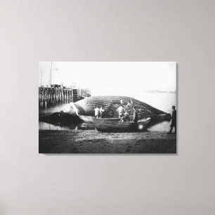 Cutting up a Blue Whale in Alaska Photograph Canvas Print