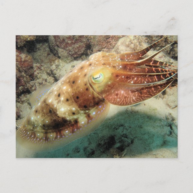 Cuttlefish, Great Barrier Reef, Cairns, Australia Postcard (Front)