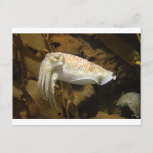 Cuttlefish Postcard