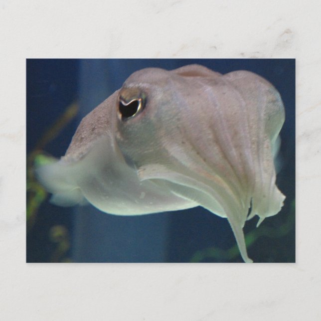 cuttlefish postcard (Front)