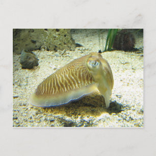 Cuttlefish Postcard