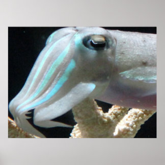 Cuttlefish Poster