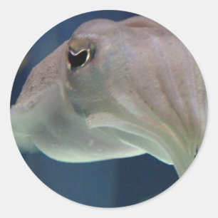 Cuttlefish stickers